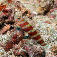Amblyeleotris wheeleri (Gorgeous Shrimpgoby)