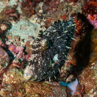 Pseudomonacanthus macrurus (Strapweed Filefish)