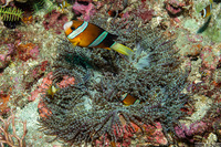 Heteractis aurora (Beaded Sea Anemone)