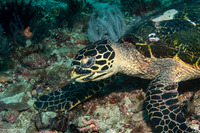 Eretmochelys imbricata (Hawksbill Turtle)