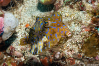 Lactoria fornasini (Thornback Cowfish)