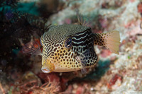 Ostracion solorense (Solor Boxfish)