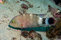 Cheilinus trilobatus (Tripletail Wrasse)