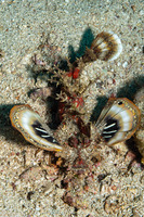 Inimicus didactylus (Spiny Devilfish)