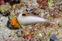 Cetoscarus ocellatus (Spotted Parrotfish)
