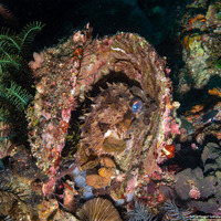 Cyclichthys orbicularis (Orbicular Burrfish)