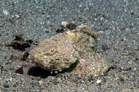 Scorpaenopsis diabolus (Devil Scorpionfish)