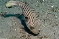 Arothron manilensis (Striped Puffer)
