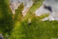 Costasiella kuroshimae (Kuro Sapsucking Slug)