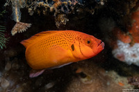 Pseudochromis moorei (Yellow Dottyback)