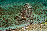 Amphiprion polymnus (Saddleback Anemonefish)