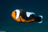 Amphiprion polymnus (Saddleback Anemonefish)