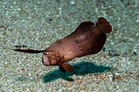 Iniistius pavo (Peacock Razorfish)