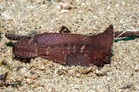 Ablabys macracanthus (Spiny Waspfish)