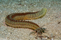 Opheodesoma spectabilis (Conspicuous Sea Cucumber)