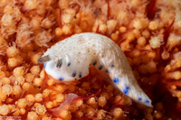 Dermatobranchus caeruleomaculatus (Blue-Spotted Dermatobranchus)