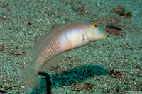 Cymolutes torquatus (Collared Razorfish)