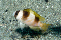 Amblypomacentrus breviceps (Black-Banded Damsel)