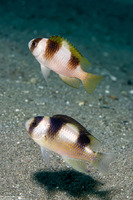 Amblypomacentrus breviceps (Black-Banded Damsel)