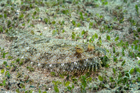Bothus pantherinus (Panther Flounder)