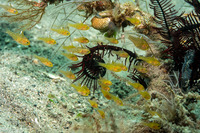 Ostorhinchus hoevenii (Frostfin Cardinalfish)