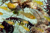 Ostorhinchus hoevenii (Frostfin Cardinalfish)