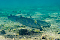 Crenimugil seheli (Bluespot Mullet)