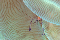 Vir philippinensis (Bubble Coral Shrimp)