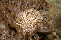 Phyllodesmium rudmani (Rudman's Phyllodesmium)