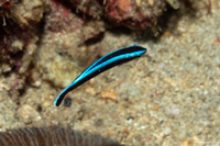 Labroides dimidiatus (Bluestreak Cleaner Wrasse)