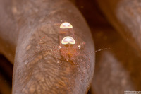 Hamopontonia corallicola (Egg Shell Shrimp)