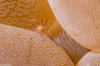 Vir philippinensis (Bubble Coral Shrimp)