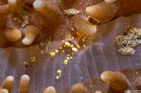 Pliopontonia furtiva (Hidden Corallimorph Shrimp)