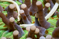 Siokunichthys nigrolineatus (Mushroom Coral Pipefish)