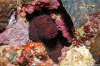 Octopus cyanea (Day Octopus)