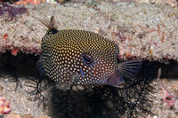 Ostracion meleagris (Spotted Boxfish)