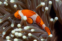 Amphiprion ocellaris (False Clown Anemonefish)