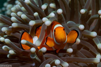 Amphiprion ocellaris (False Clown Anemonefish)