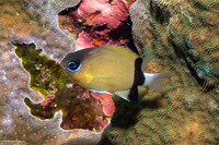 Chromis retrofasciata (Blackbar Chromis)