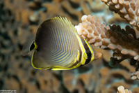 Chaetodon baronessa (Eastern Triangular Butterflyfish)