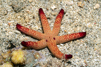 Echinaster luzonicus (Luzon Sea Star)