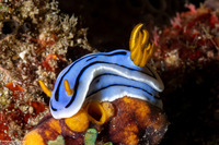 Chromodoris lochi (Loch's Chromodoris)