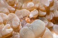 Vir philippinensis (Bubble Coral Shrimp)