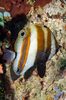 Coradion melanopus (Two-Eyed Coralfish)