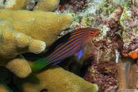Pseudocheilinus hexataenia (Sixstripe Wrasse)