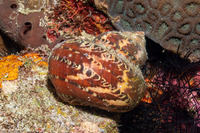 Turbo petholatus (Tapestry Turban)