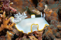 Ardeadoris egretta (Heron Ardeadoris)