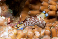 Nembrotha lineolata (Lined Nembrotha)