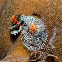 Spirobranchus sp.1 (Christmas Tree Worm)