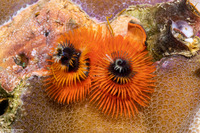 Spirobranchus sp.1 (Christmas Tree Worm)